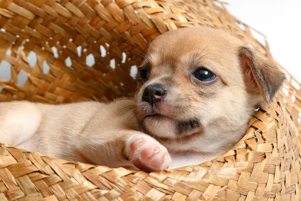 Schattige chihuahua pups slapen in geweven hoeden — Stockfoto