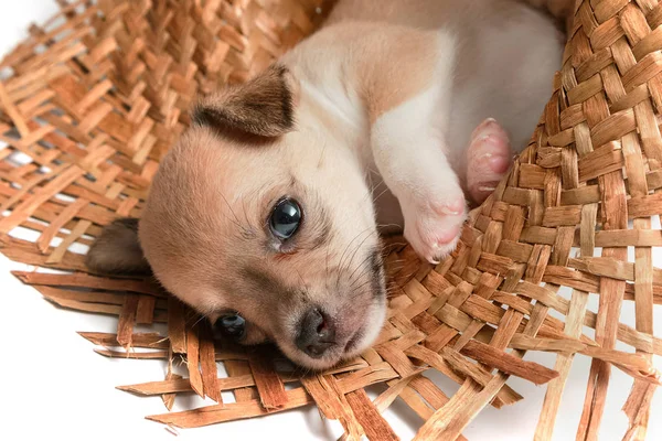 Милые щенки чихуахуа спят в плетеных шляпах — стоковое фото