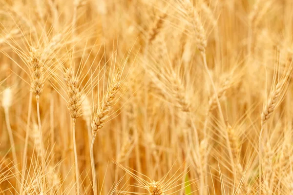 Вирощування пшениці в пшеничному полі — стокове фото