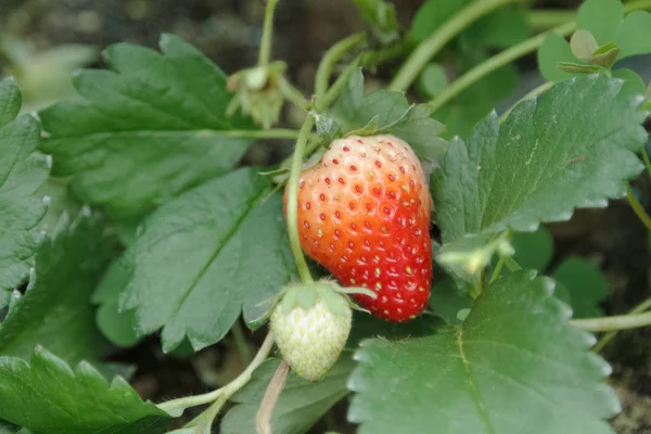 Erdbeerstrauch wächst im Garten — Stockfoto