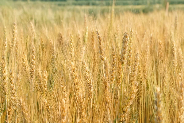 Вирощування пшениці в пшеничному полі — стокове фото
