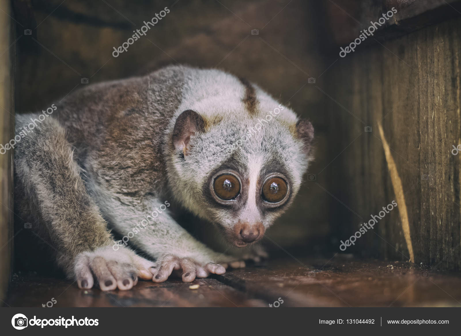 Gros plan singe loris lent sauvage — Photo de stock par ©plepraisaeng -  131044492, image size:1600x1167
