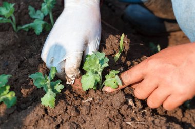 Genç Kasımpatı çiçeği grupta dikim