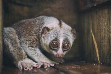 Closeup vahşi yavaş loris maymun
