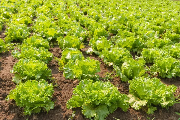 Аграрна промисловість. Вирощування салату салат на полі — стокове фото