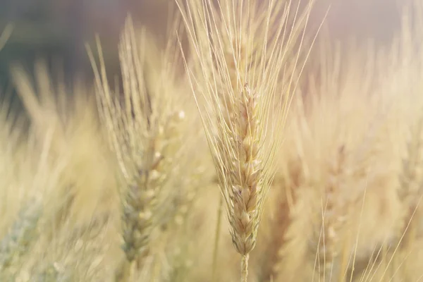 Foto de campo de trigo al amanecer con filtro de enfoque suave — Foto de Stock