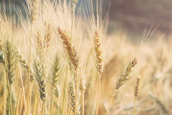 Buğday alan gündoğumu yumuşak odak filtreli, fotoğrafı — Stok fotoğraf