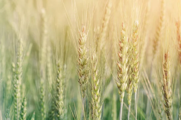 Foto de campo de trigo al amanecer con filtro de enfoque suave — Foto de Stock