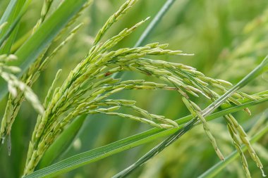 Yeşil çeltik pirinç yeşil alan üzerinde kapat