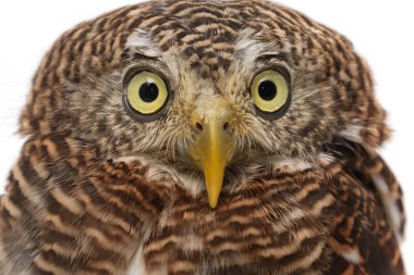 şirin baykuş izole beyaz arka plan üzerinde