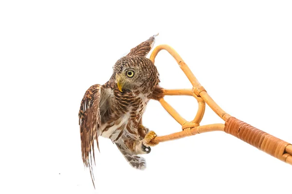 Cute owl isolate on white background — Stock Photo, Image