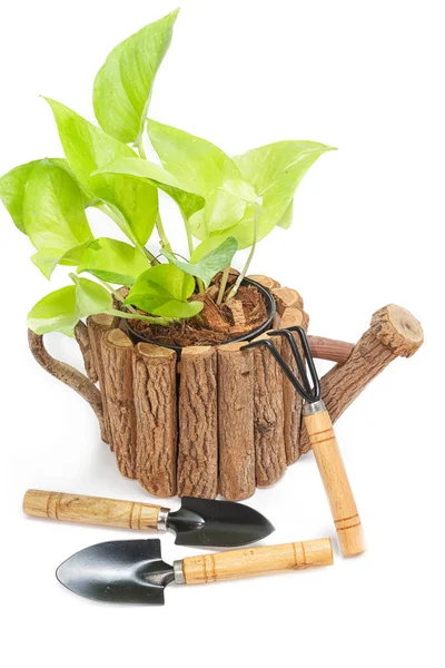 Green houseplants in pot with garden tools on white background — Stock Photo, Image