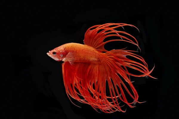 Moment of red betta fish, siamese fighting fish isolated on blac — Stock Photo, Image