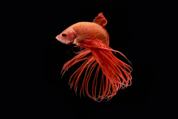 Momento de peixes betta vermelhos, peixes de combate siameses isolados em blac — Fotografia de Stock