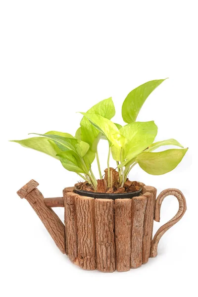 Planta de sala verde em panela de madeira para decoração isolada em branco — Fotografia de Stock