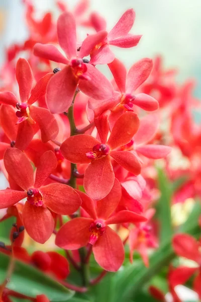 Flor de orquídea roja creciendo sobre fondo verde — Foto de Stock
