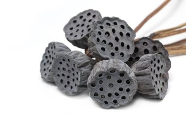 Lotus bakla beyaz zemin üzerine kurutulmuş