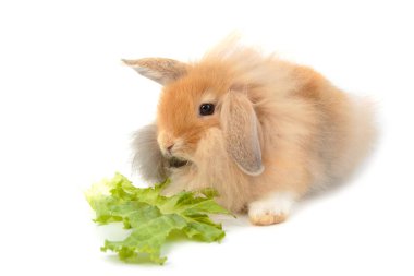 Ahşap kase şirin Hollanda Lop tavşanlar