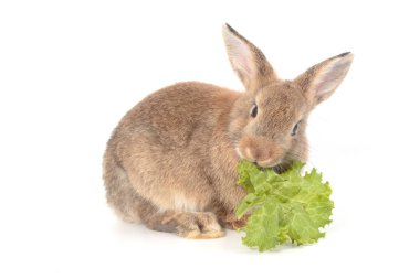 Ahşap kase şirin Hollanda Lop tavşanlar