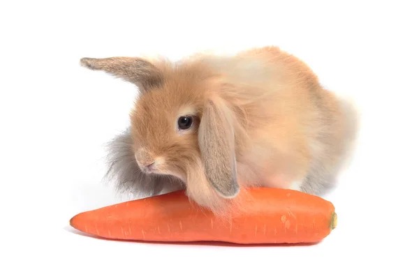 Schattig Holland hangoor konijnen in houten kom — Stockfoto