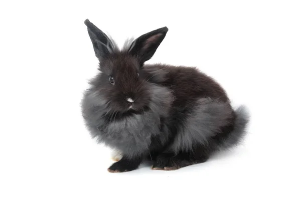 Cute Holland Lop rabbits in wooden bowl — Stock Photo, Image