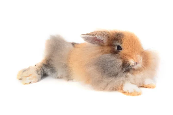 Söt Holland Lop kaniner i trä skål — Stockfoto