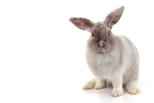 Králíků roztomilý Holland Lop v dřevěné misce — Stock fotografie