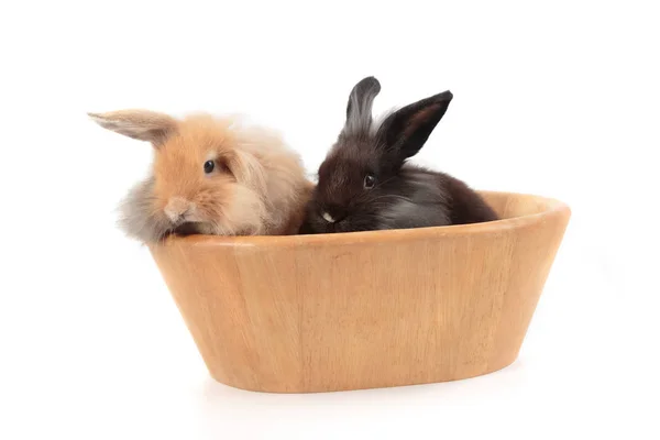 Söt Holland Lop kaniner i träskål isolerad på vit — Stockfoto