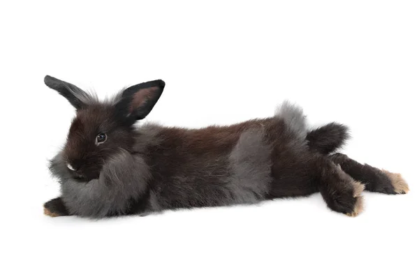 Schattig Holland hangoor konijn geïsoleerd op wit — Stockfoto