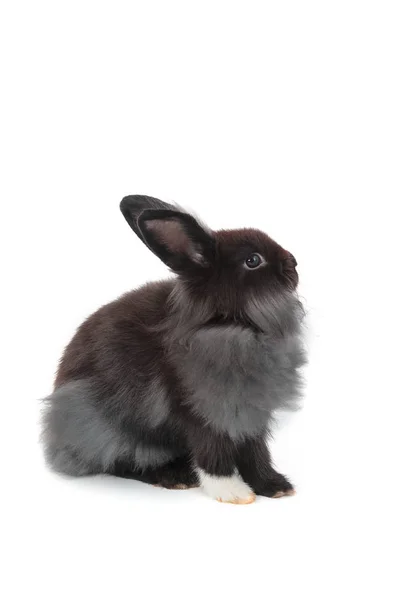 Cute Holland Lop conejo aislado en blanco —  Fotos de Stock