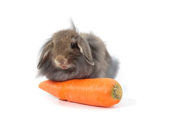 Söt Holland Lop kanin eatting morot isolerad på vit — Stockfoto