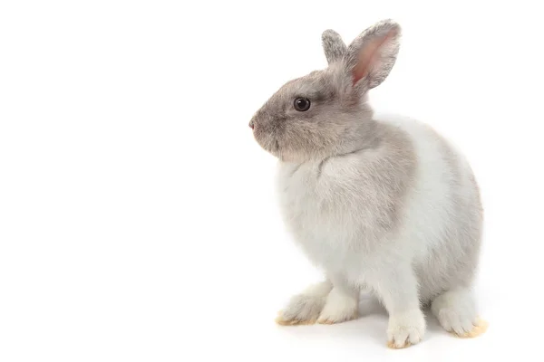 Cabello corto adorable bebé conejo sobre fondo blanco — Foto de Stock