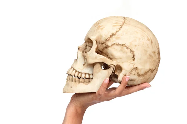 Kvinna hand innehav mänsklig skalle — Stockfoto