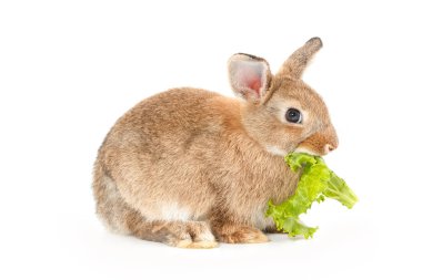 Beyaz arka planda izole edilmiş sevimli bir tavşan.