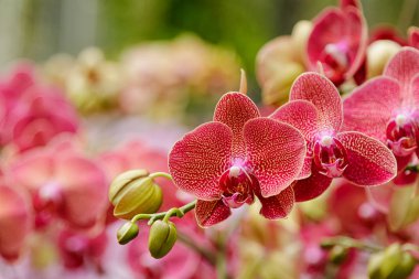 Phalaenopsis, güzel kırmızı Çiçekler bahçede çiçek.