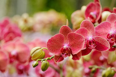 Phalaenopsis,beautiful red flowers bloom in the garden clipart