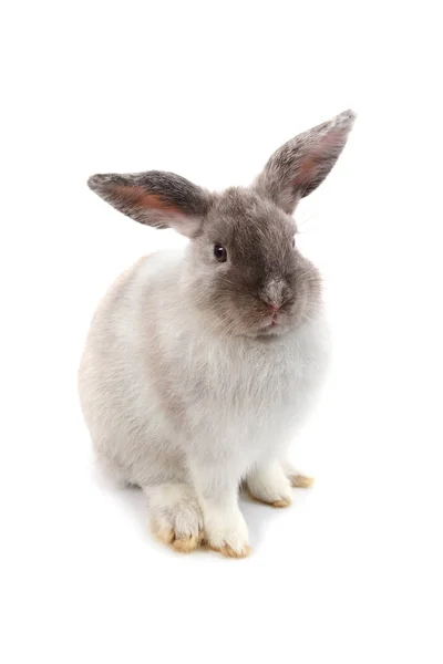 하얀 배경에 고립된 귀여운 토끼 — 스톡 사진