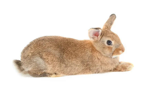 Rozkošný králík izolovaný na bílém pozadí — Stock fotografie