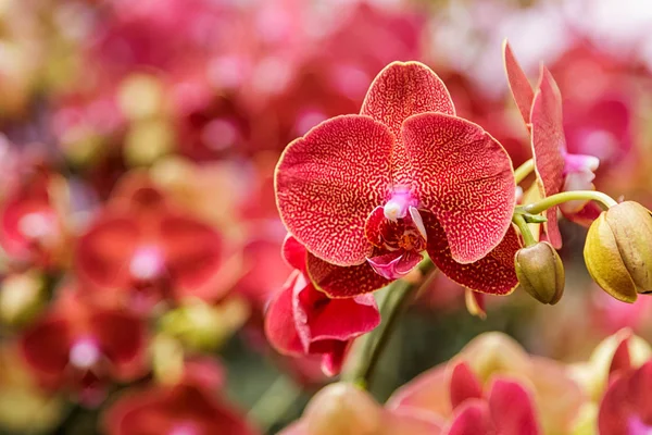 Фаленопсис, красивые красные цветы цветут в саду — стоковое фото