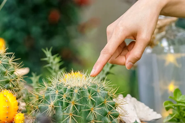Жіночий палець торкається колючого зеленого кактуса — стокове фото