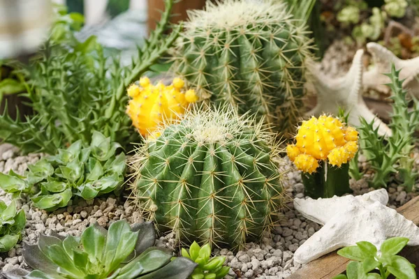 Cactus sobre roca, cactus naturaleza verde fondo —  Fotos de Stock