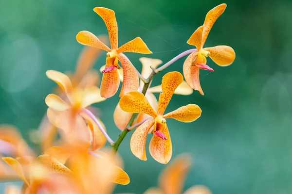 Nahaufnahme Aranda Orchideenblume, Hybrid-Orchideenblume im Garten — Stockfoto