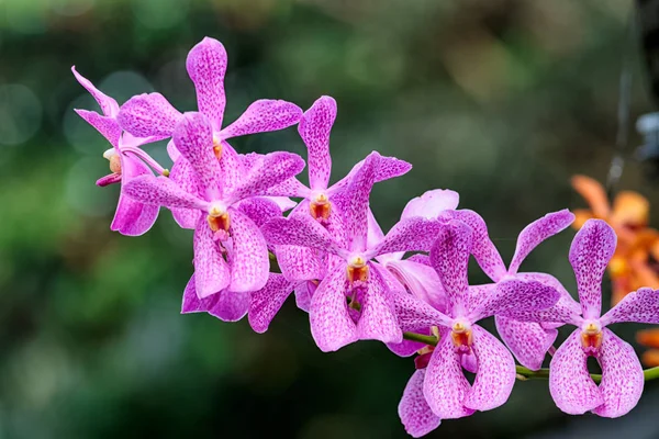Closeup Aranda orchidej květina, hybridní orchidej květina v zahradě — Stock fotografie