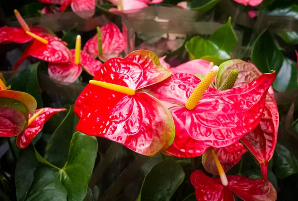 Anthurium flamingo çiçek çiçeklenme karanlık backgeound üzerinde