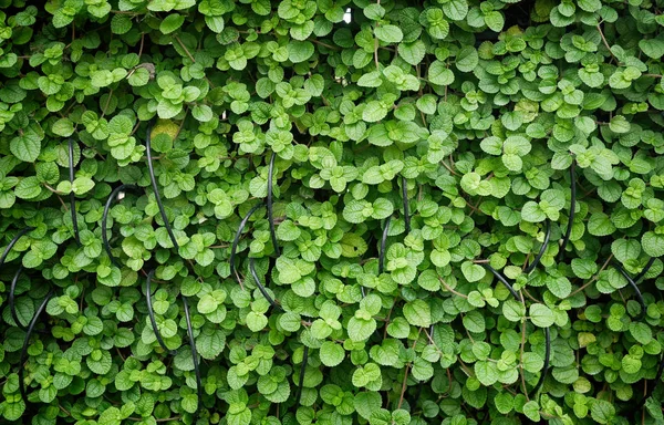 Creeping charley leaves background — Stock Photo, Image