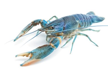 Mavi kerevit - beyaz arka plan üzerinde tatlı su ıstakoz