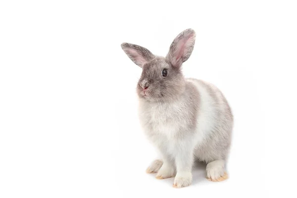 Conejo bebé gris sobre un fondo blanco . — Foto de Stock