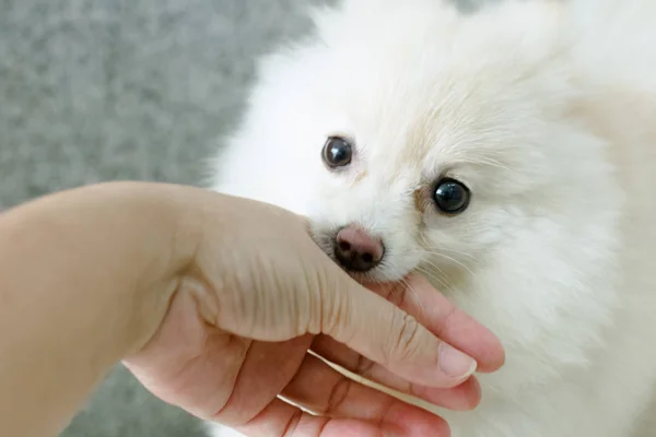 Vit hund bita på mänsklig hand — Stockfoto