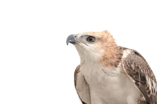 Retrato do falcão da beleza, águia do falcão mutável (Nisaetus limnaeet — Fotografia de Stock