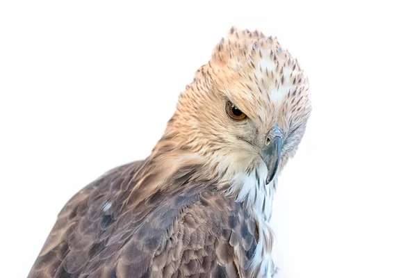 Falco aquila variabile (Nisaetus limnaeetus ) — Foto Stock